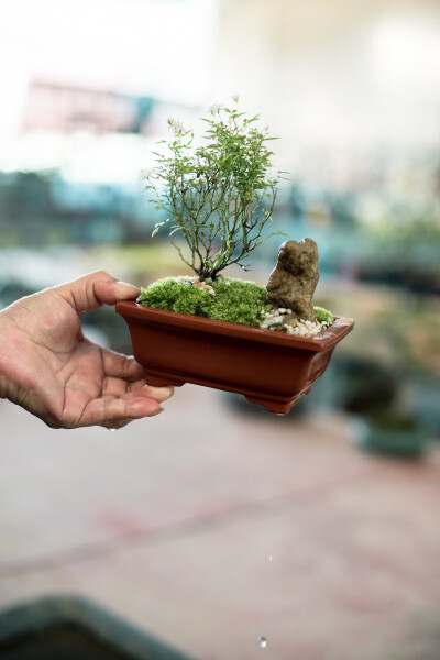 花鸟市场逛逛
摄影：洪小漩
场地：杨家花卉世界
难得周末，不舍得浪费在家，就想出去哪里逛逛。
醒来百无聊赖，在小红书上上下刷着，原本相中了远在双铺的清分山房，奈何电话联系后被告知周末客户比较多，预约怕…