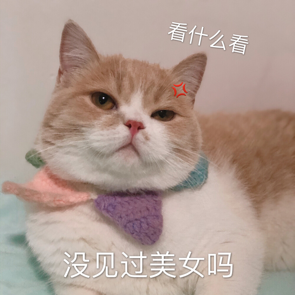 可爱猫咪头像|猫咪壁纸 ｜英短乳白猫
小红书：Lucky妹妹
礼貌拿图谢谢
