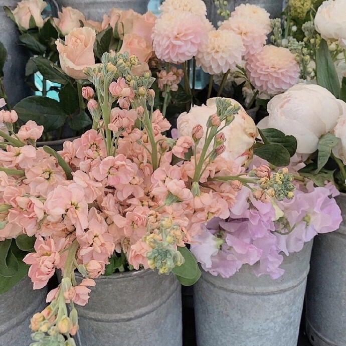 朋友圈背景图 手机壁纸 鲜花 意境图片 ins风简约风格