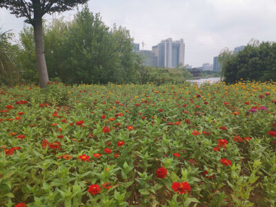 9月9日，漫步在吉安古后河绿廊，五彩斑斓的花朵随处可见。微风吹来，花儿轻轻飘荡，花香扑鼻而来，让人心旷神怡。花儿还与绿树、建筑、湖水交相辉映，构成一幅幅美丽的画卷。