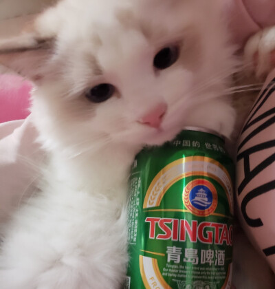 多人头像，猫咪头像，布偶猫表情包