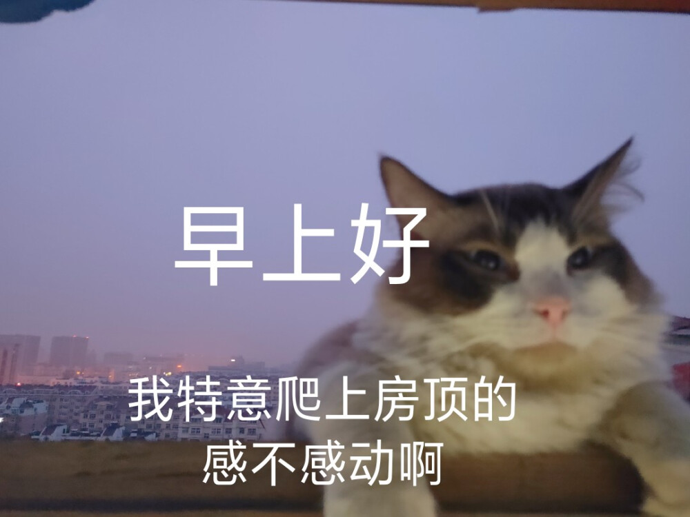 布偶猫大宝、阿狸的表情包