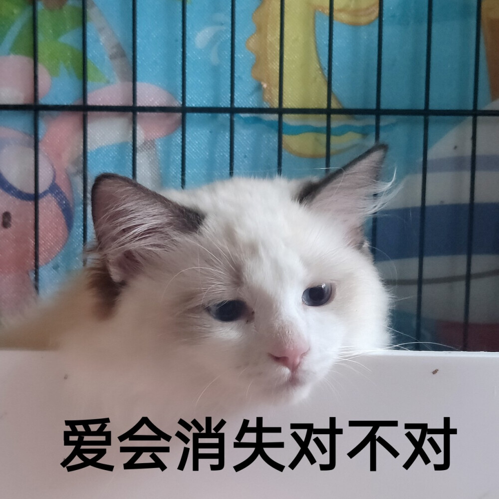 布偶猫 大宝的表情包