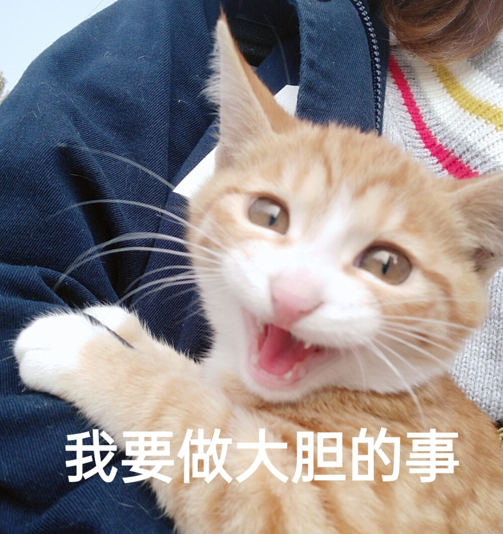 橘猫表情包