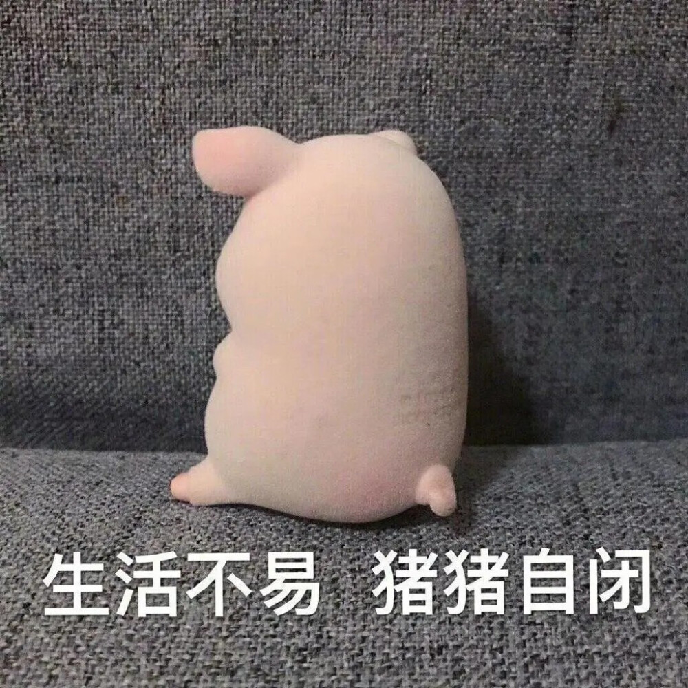猪猪表情包