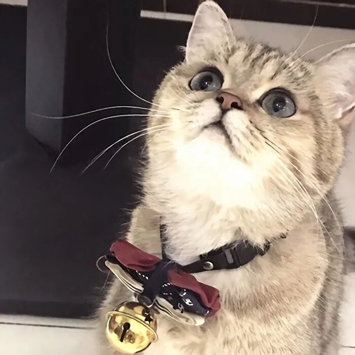 猫咪呀