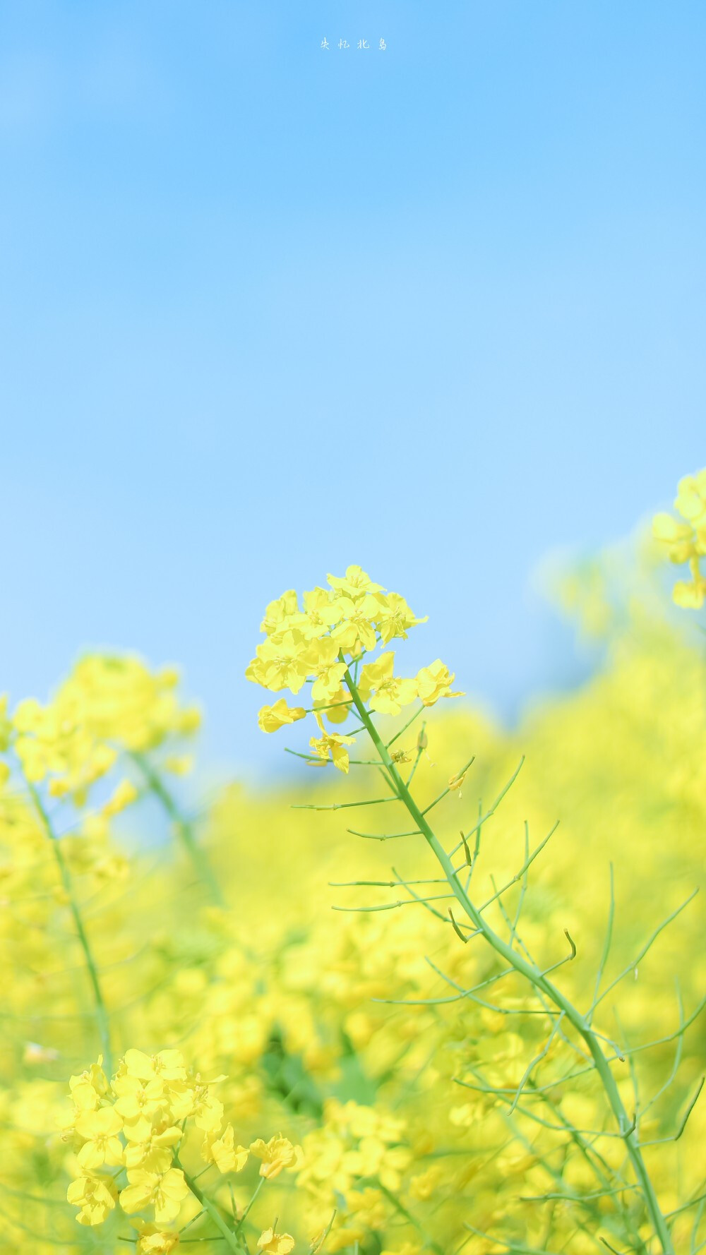 小羊与油菜花在春天的碰面 ​​​
摄影@失忆北岛