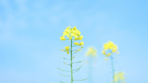 小羊与油菜花在春天的碰面 ​​​

摄影@失忆北岛