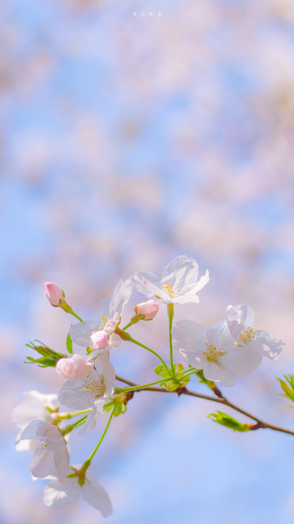 看花的人身上沾满了花香
摄影@失忆北岛