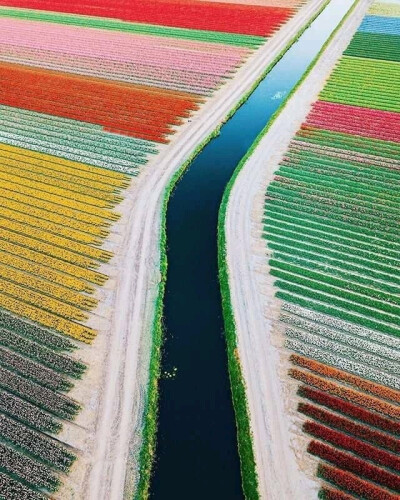 穿过郁金香花田的河流 ​​​