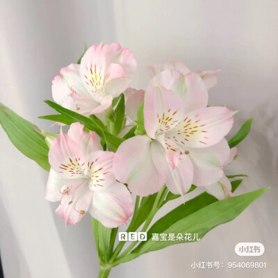 水彩 素材 花艺师