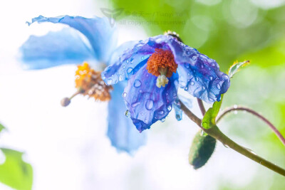 水彩 素材 花艺师