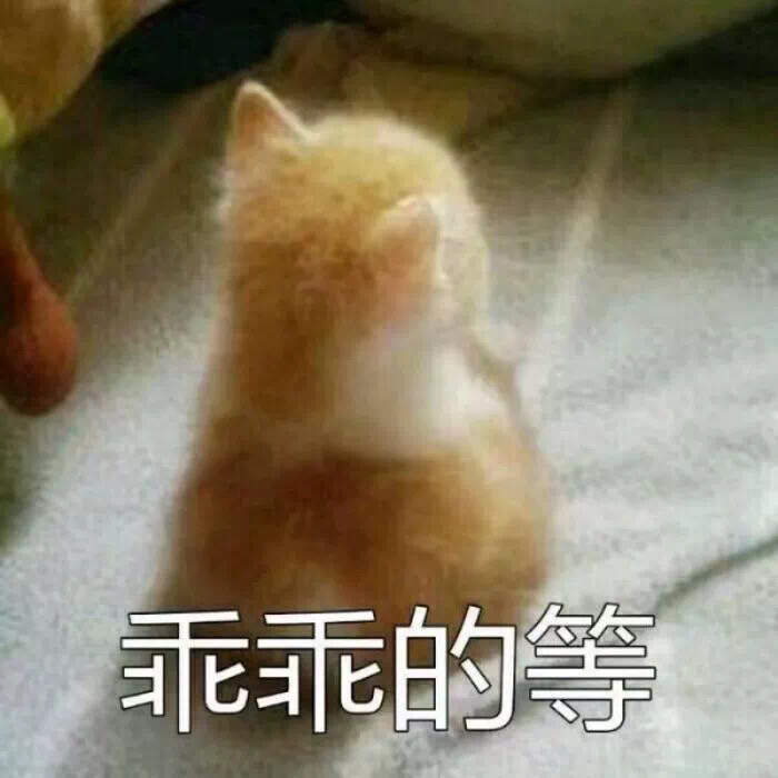 猫猫表情包 乖乖的等