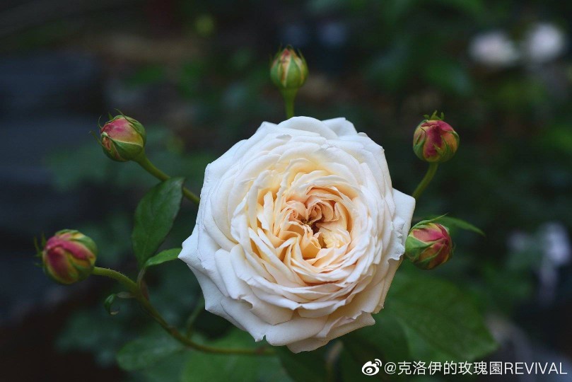 堆糖,美图壁纸兴趣社区