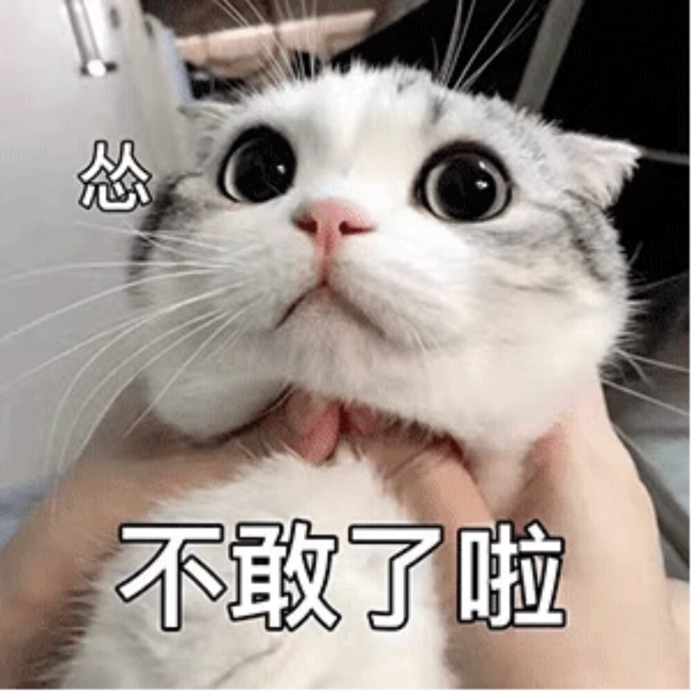 猫猫表情包 不敢了啦