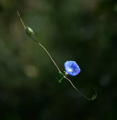 夕颜花（牵牛花）