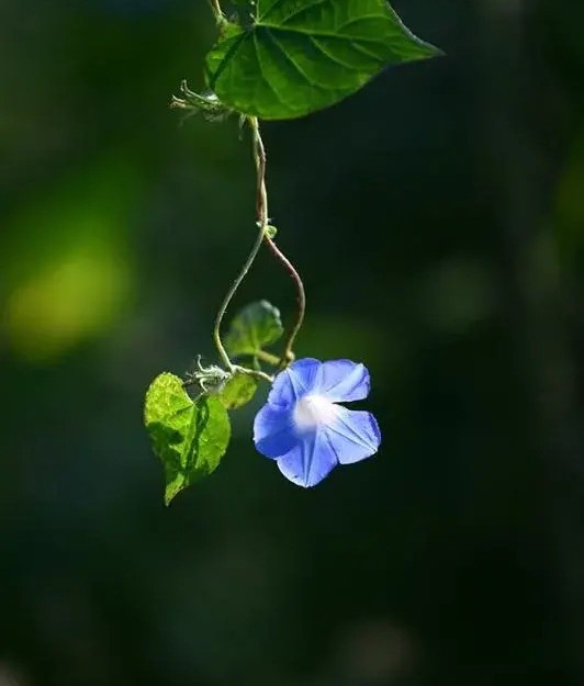 夕颜花（牵牛花）