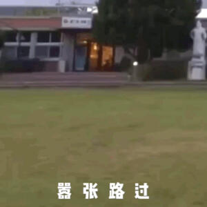 沙雕表情包  GIF动图 嚣张路过