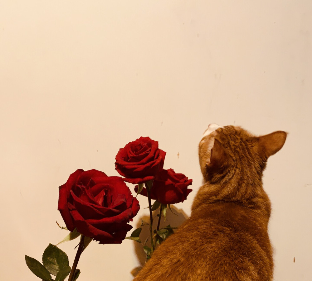 猫叼玫瑰花图片