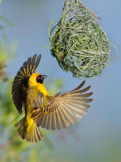 辛勤筑家的织巢鸟
这种鸟叫做黑额织巢鸟（Southern masked weaver）。牠们的习性是由雄鸟负责筑巢，让雌鸟验收。如果雌鸟觉得不满意，就会直接把巢给拆了，任由材料掉到底下的水中……这样雄鸟就得重新筑巢…