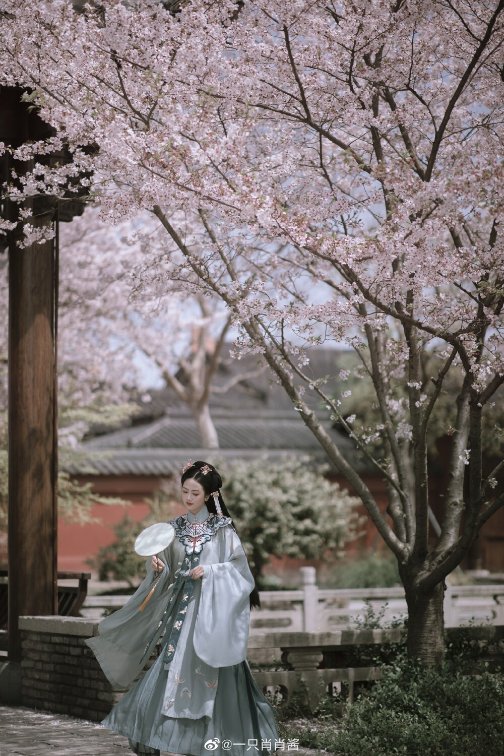 「客片」
四月初的上海樱花太美了
摄影@一只肖肖酱
#杭州约拍##汉服# ​