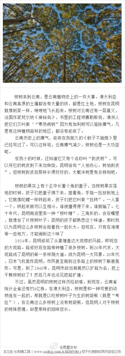 没有树袋熊的桉树：昆明人把桉树叫做“洋草果树”，旧时从外国来的东西名字前面都有个“洋”字，由此而知，桉树是从外国传来的，它的果实有点像草果。不错，桉树原名有加利树，原产于澳大利亚，19世纪末传入中国，18…