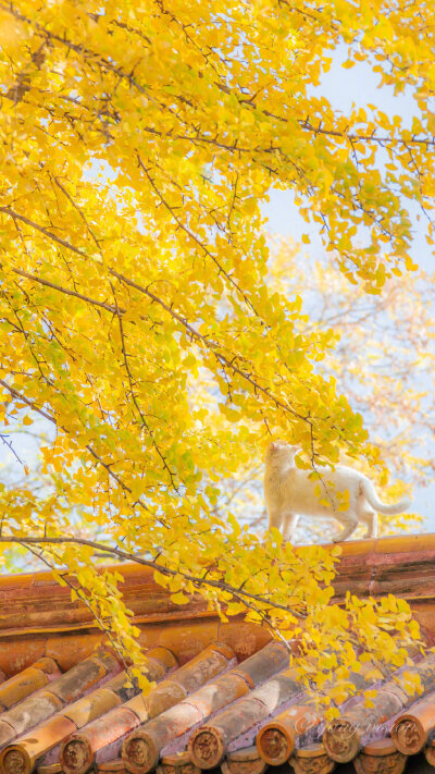 白猫墙绕秋芜院
清霜杏叶满庭飞
摄影师:影像视觉杨