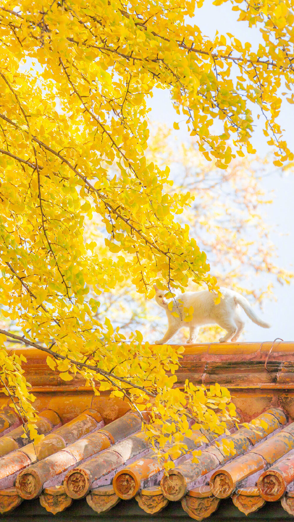 白猫墙绕秋芜院
清霜杏叶满庭飞
摄影师:影像视觉杨