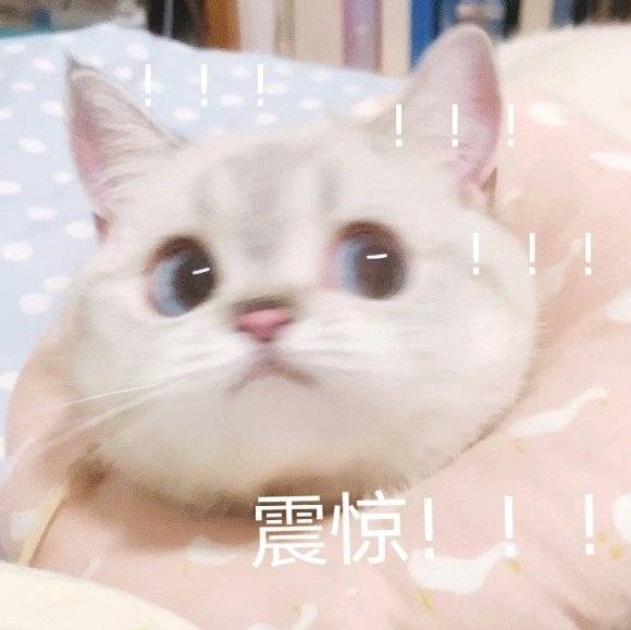 猫猫表情包