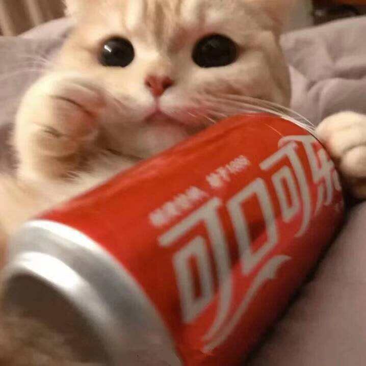 宠物头