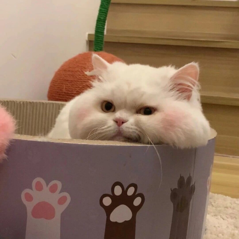 宠物头