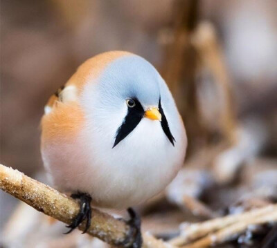 现实版愤怒的小鸟By Ossi Saarinen Wildlife Photography