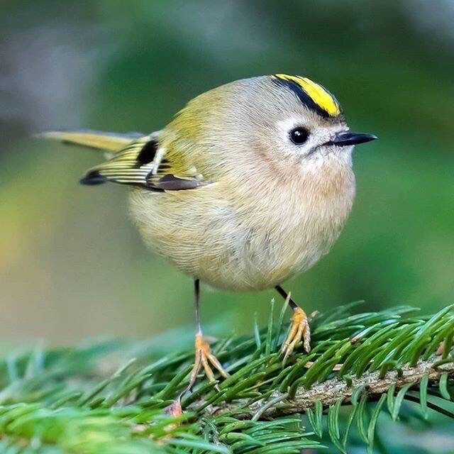 现实版愤怒的小鸟By Ossi Saarinen Wildlife Photography