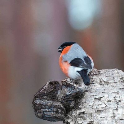 现实版愤怒的小鸟By Ossi Saarinen Wildlife Photography