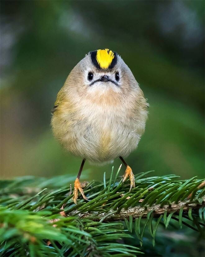 现实版愤怒的小鸟By Ossi Saarinen Wildlife Photography