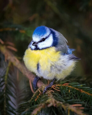 现实版愤怒的小鸟By Ossi Saarinen Wildlife Photography