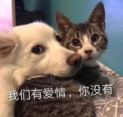 猫猫表情包 狗粮猫粮一起吃
我们有爱情 你没有