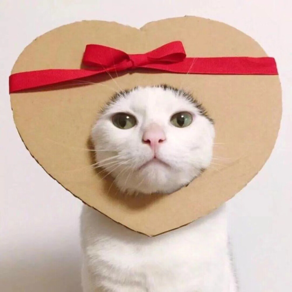 萌宠情头瓜皮萌萌猫头像可爱头套