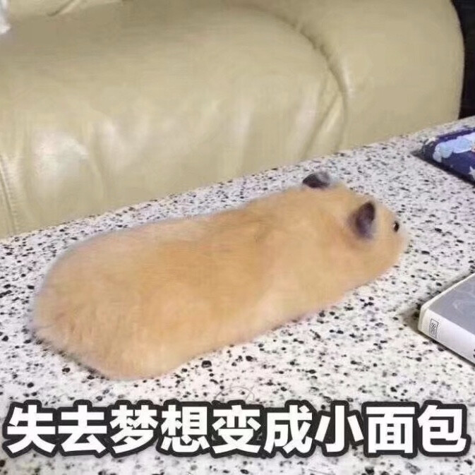 猫鼠情侣头像 失去梦想系列