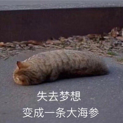 猫猫表情包失去梦想系列 失去梦想变成一条大海参