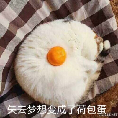 猫猫表情包失去梦想系列 失去梦想变成荷包蛋