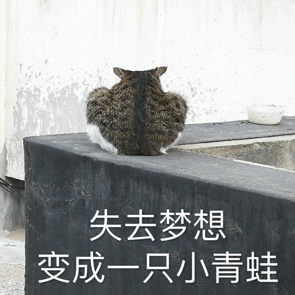 猫猫表情包失去梦想系列 失去梦想变成一只小青蛙