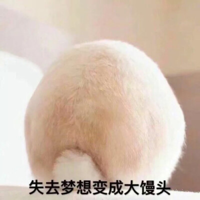 兔兔表情包 失去梦想变成大馒头