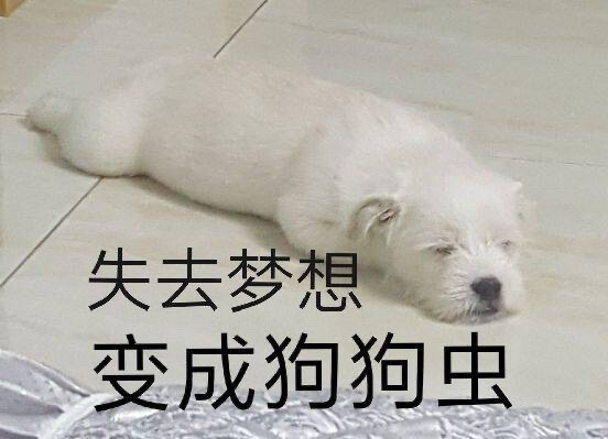 狗狗表情包失去梦想变成狗狗虫