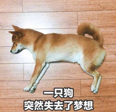 狗狗表情包 