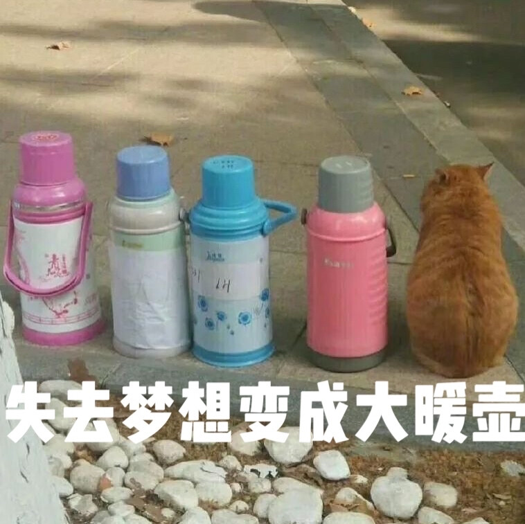 猫猫表情包失去梦想系列 失去梦想变成大暖壶 原图