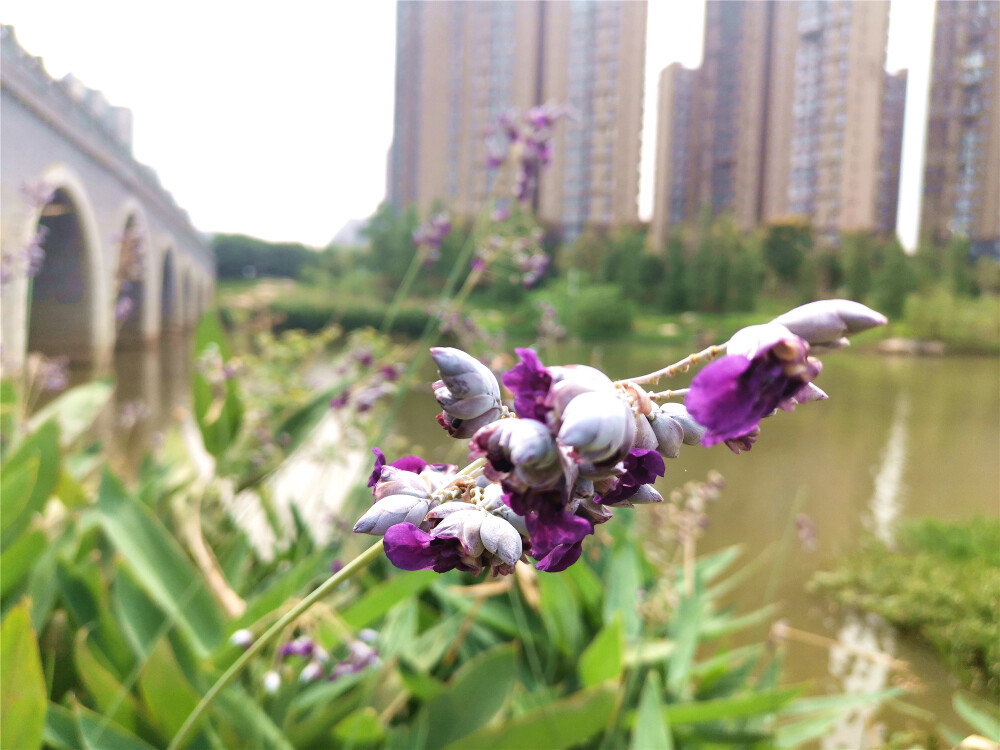 漫步在吉安古后河绿廊，只见绿道旁的一株株再力花花开精致，形态优雅飘逸，花絮高出叶面，亭亭玉立，美丽可人。再力花属多年生挺水草本植物，花柄可高达2米以上，细长的花茎可高达3公尺，茎端开出紫色花朵，像系在钓竿上的鱼饵，形状非常特殊。(摄/肖勇)