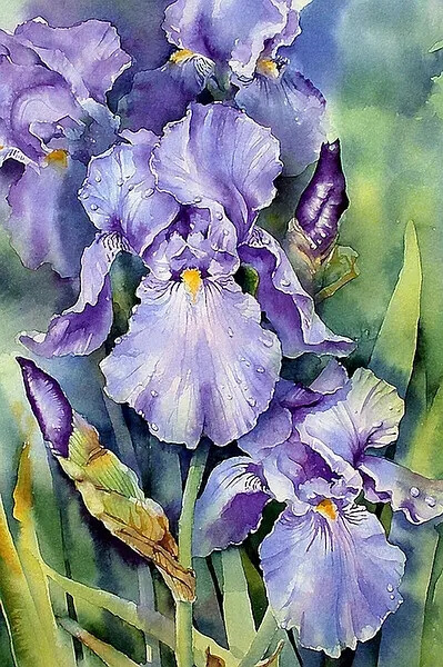 Ann Mortimer 水彩画