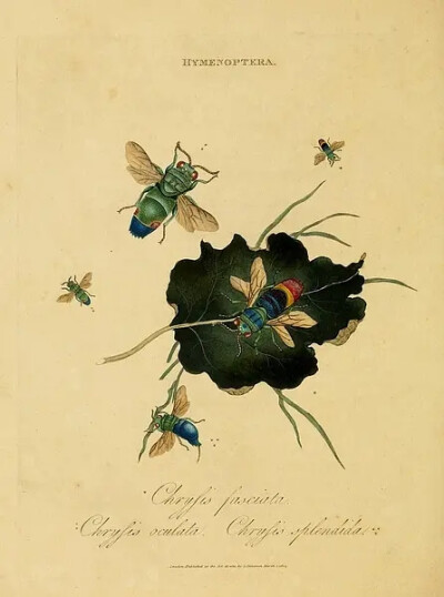 Edward Donovan 蝴蝶昆虫图集