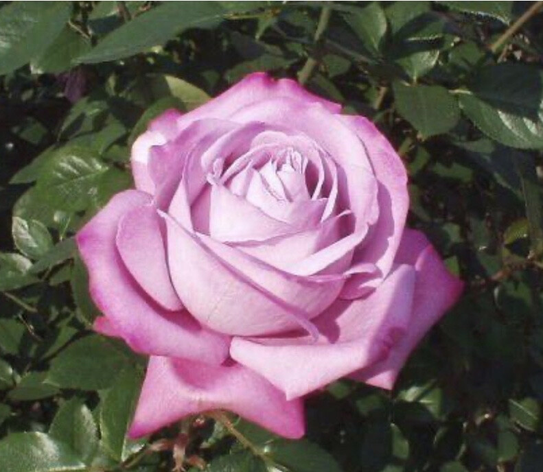 蓝河
蓝河
别名：KORsicht
分类：大轮种杂交茶蔷薇Hybrid Tea / Large-Flowered.
育出者：1984年德国W. Kordes & Sons.
亲本：Blue Moon × Zorina
花色：淡紫色
花型：35瓣
香味：强香
树型：高至120公分